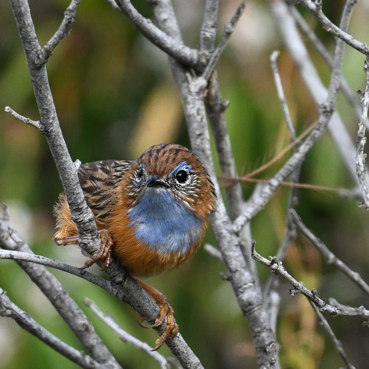 Southern Emuwren - ML644986022
