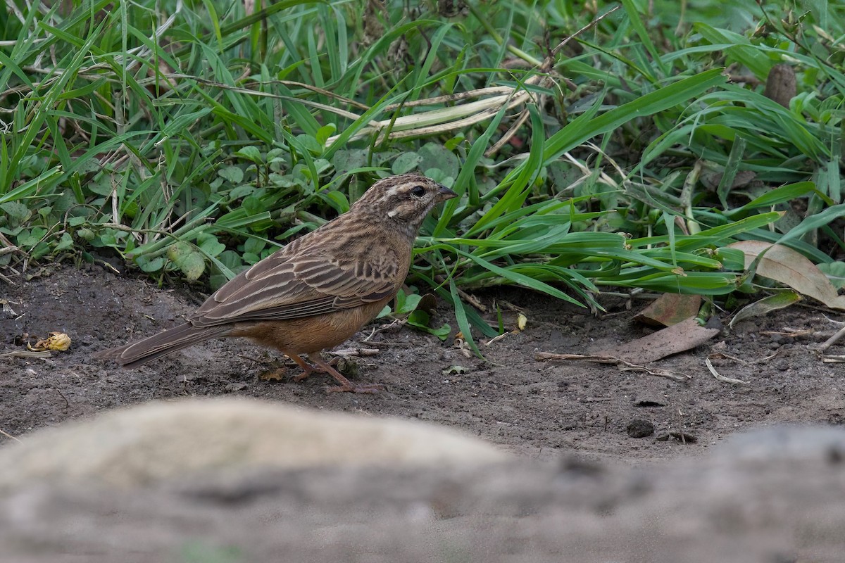 Cinnamon-breasted Bunting - ML644986026