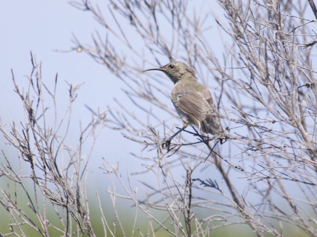 Southern Double-collared Sunbird - ML644986047