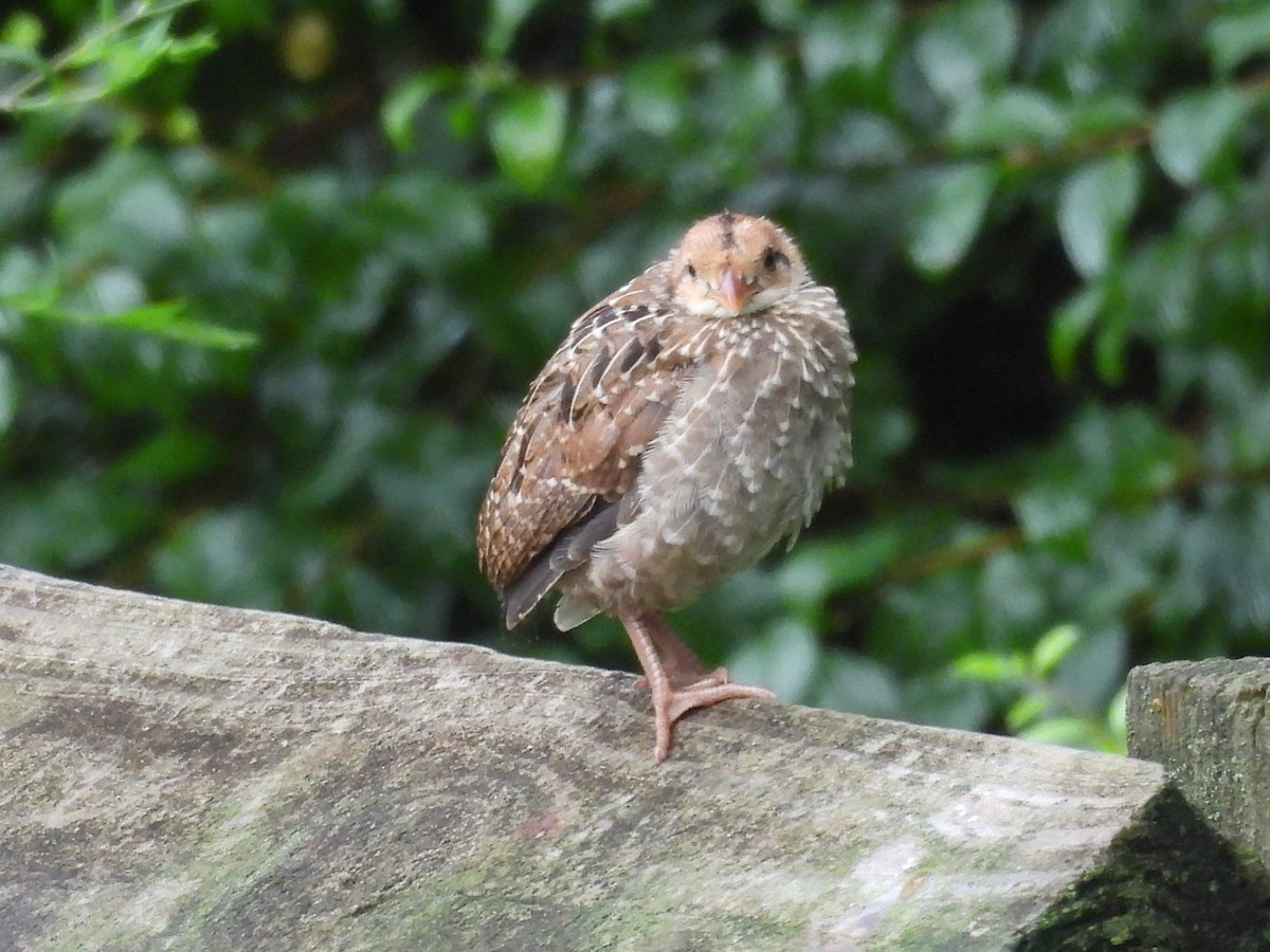 Northern Bobwhite - ML644986050