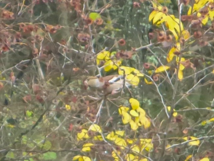 dlask tlustozobý - ML644986055