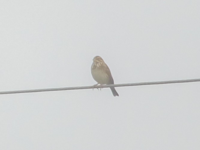 strnad luční - ML644986057