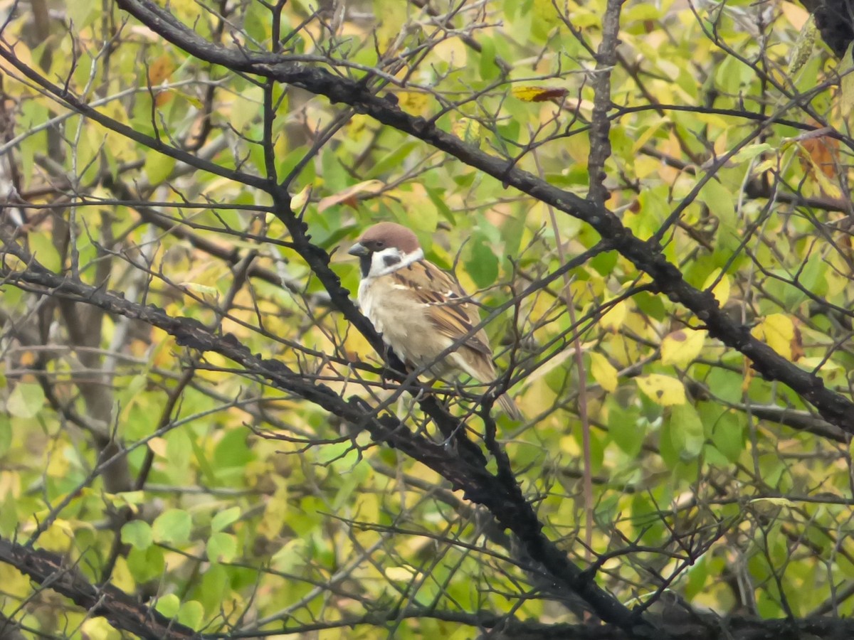 vrabec polní - ML644986063