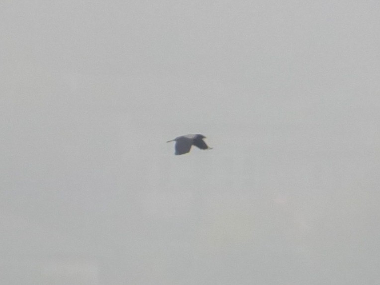 vrána šedá - ML644986086