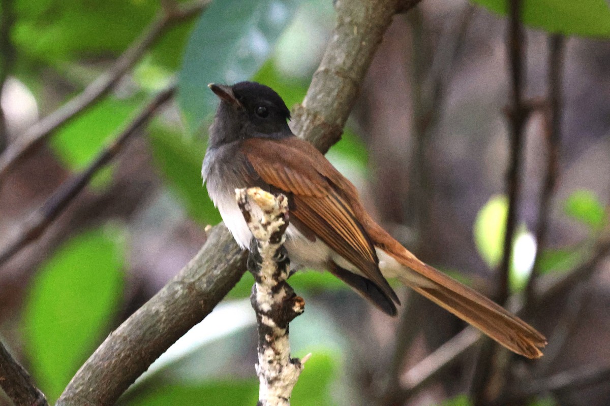 Черная райская мухоловка - ML644986110