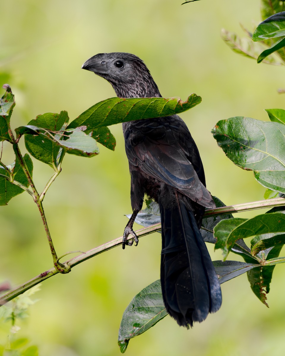 Groove-billed Ani - ML644986130