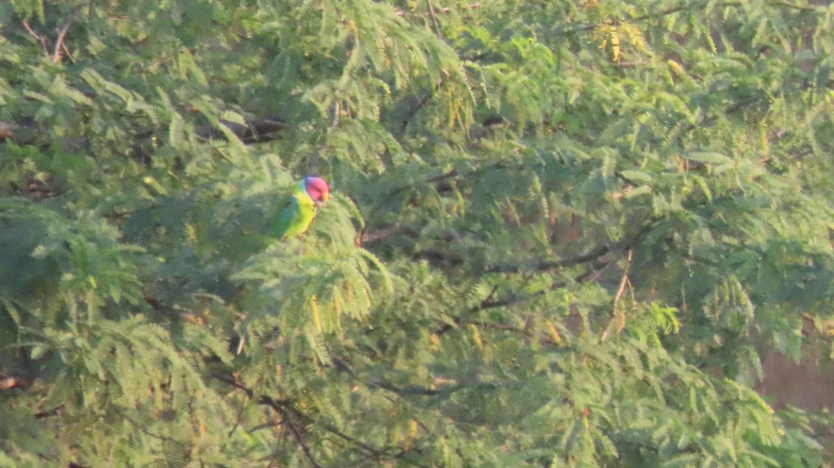 Plum-headed Parakeet - ML644986142