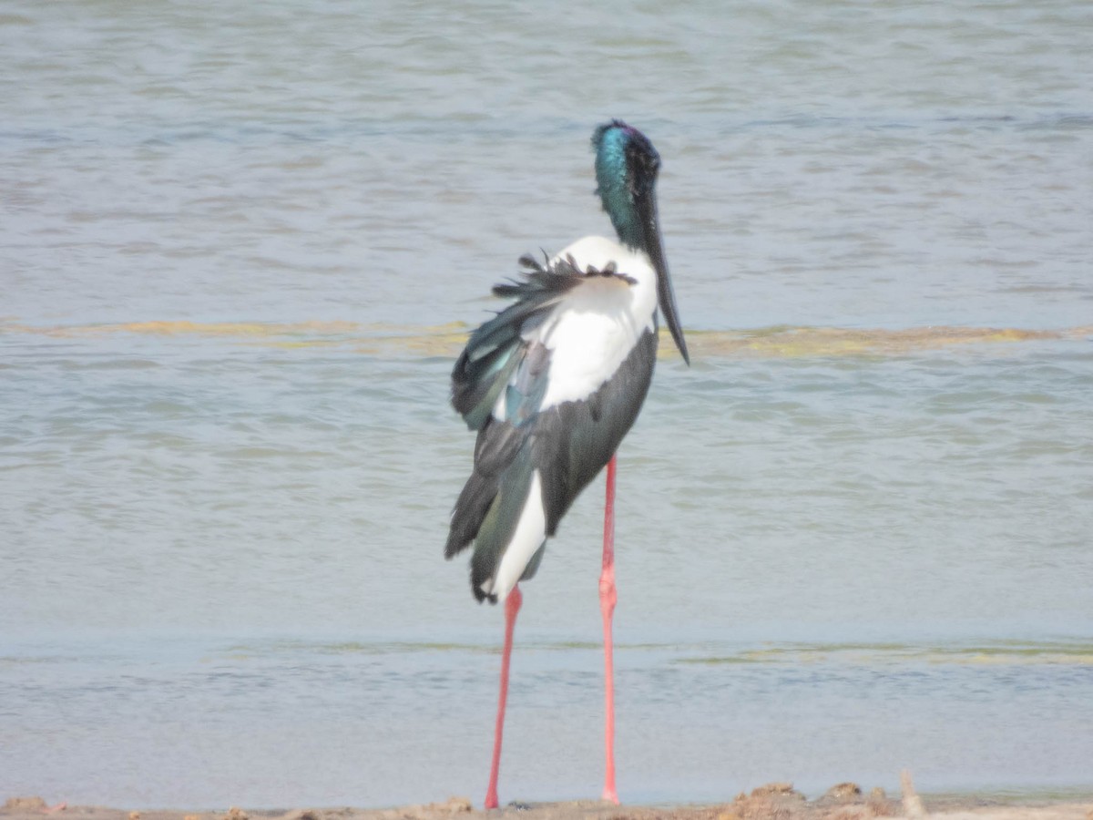 čáp černokrký - ML644986151