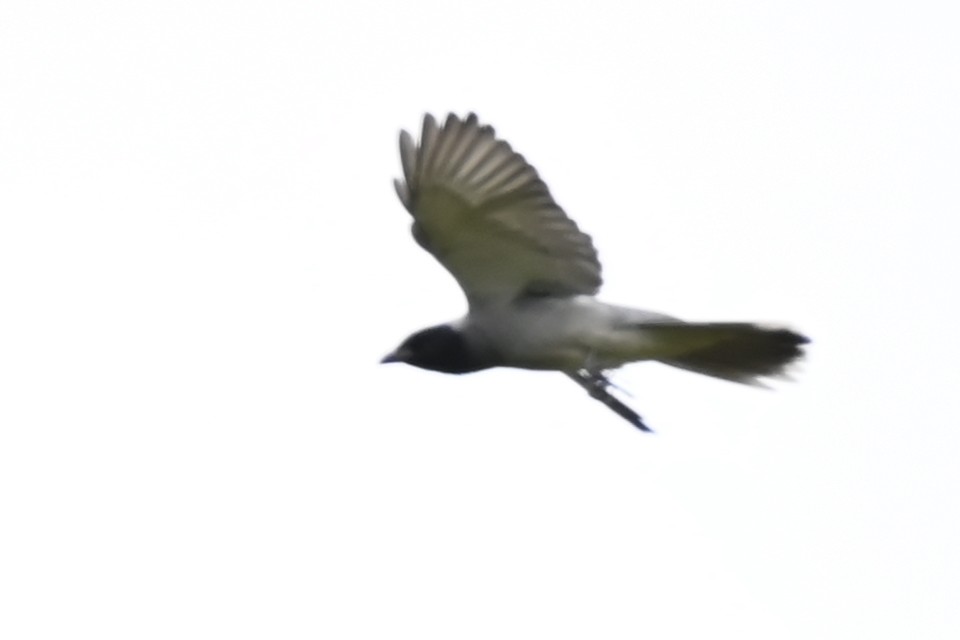 Black-faced Cuckooshrike - ML644986167