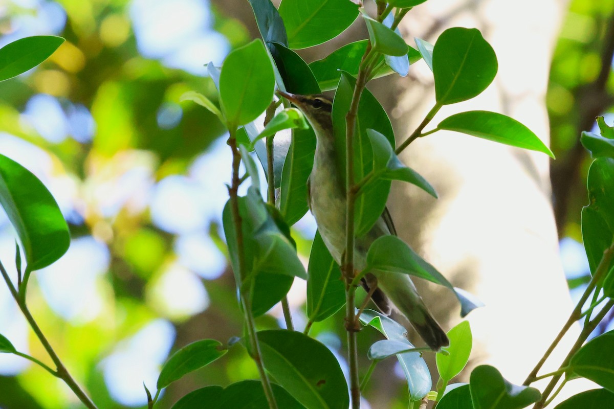 Japanese Leaf/Arctic/Kamchatka Leaf Warbler - ML644986178