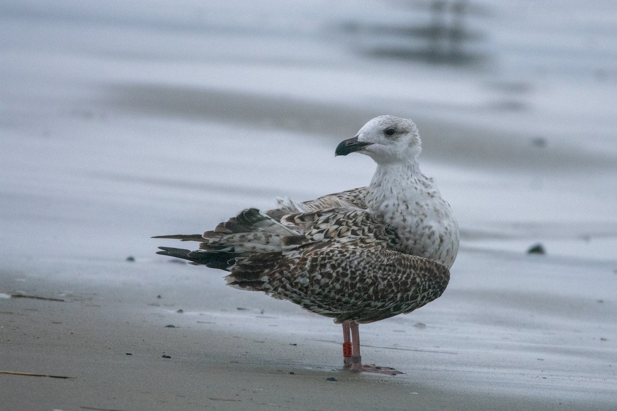 Great Black-backed Gull - ML644986183