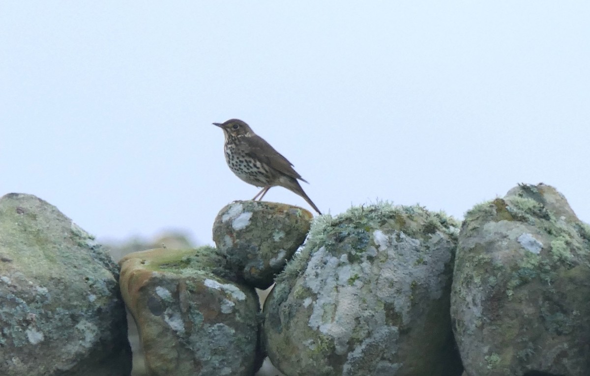 drozd zpěvný - ML644986196