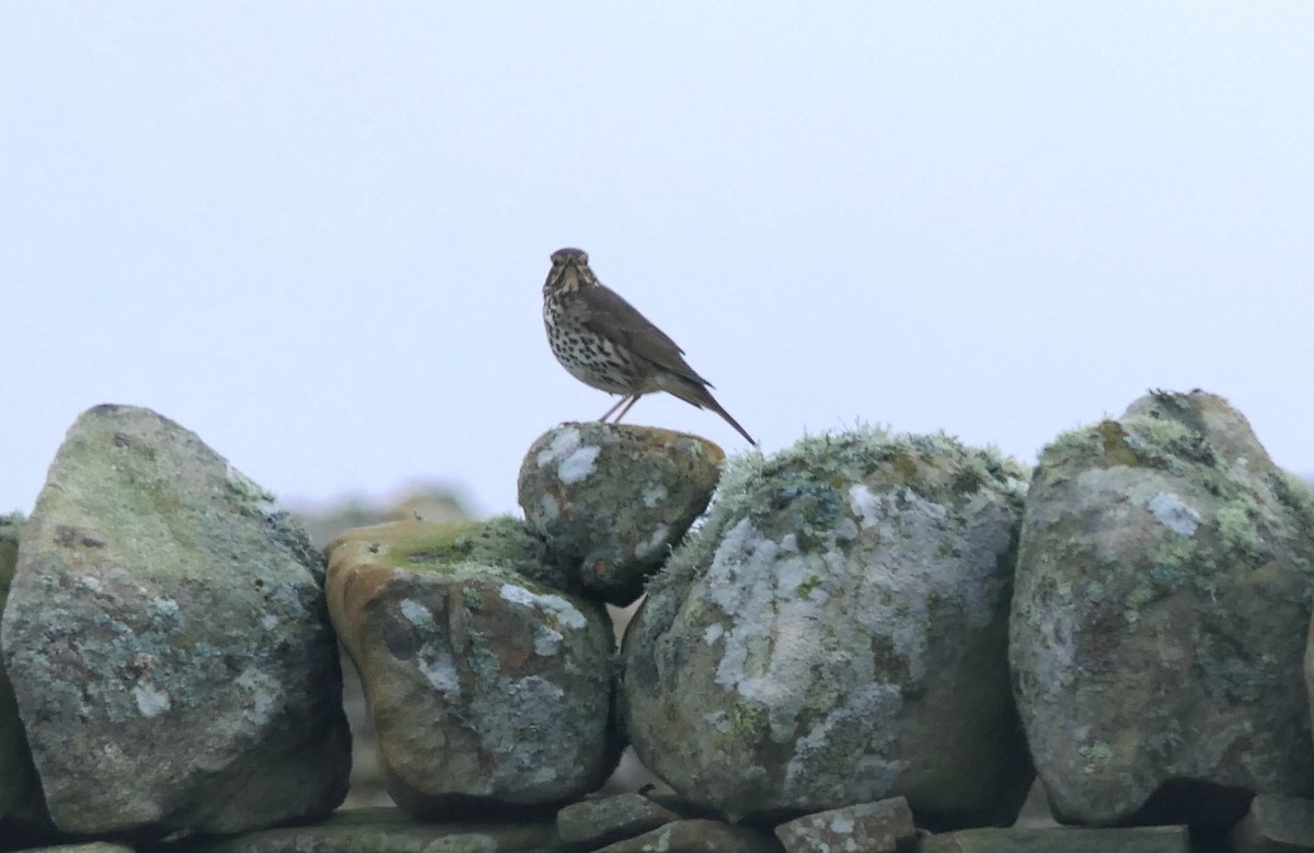 drozd zpěvný - ML644986201