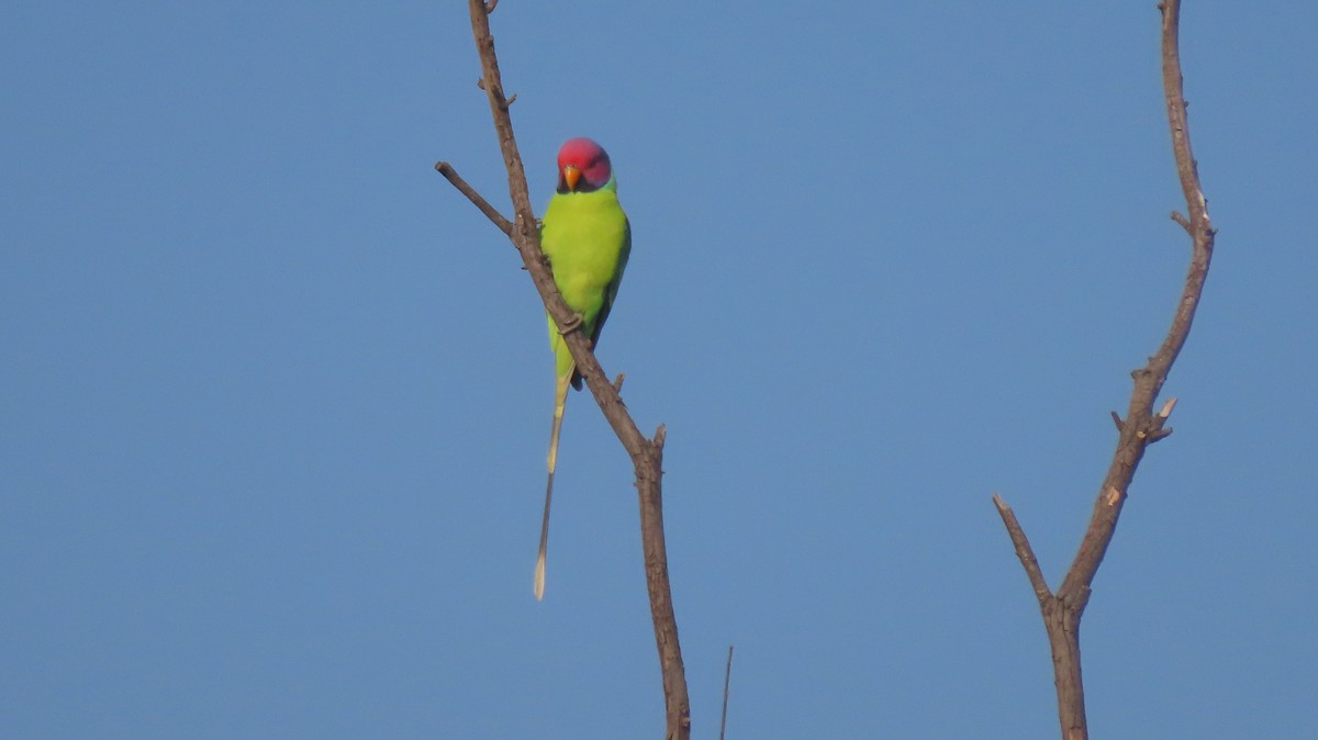 Plum-headed Parakeet - ML644986208