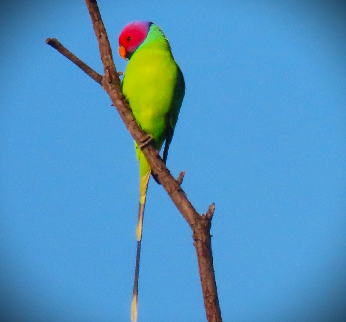 Plum-headed Parakeet - ML644986222