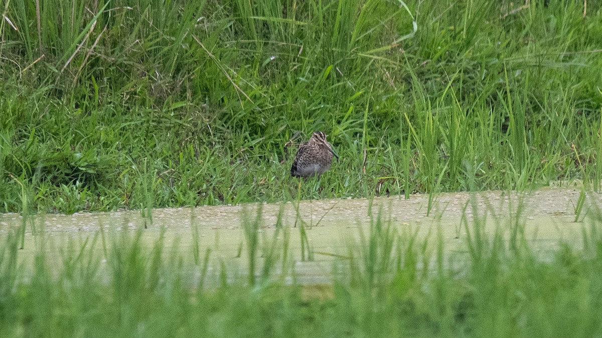 ハリオシギ - ML644986223