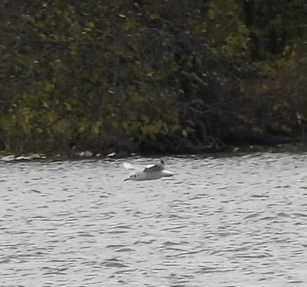 Bonaparte's Gull - ML644986235