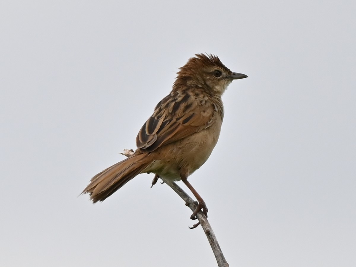 nymfesanger - ML644986236