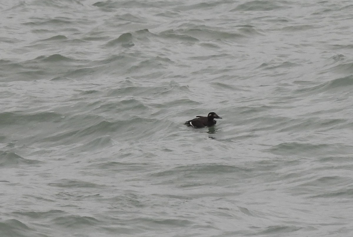 White-winged Scoter - ML644986248