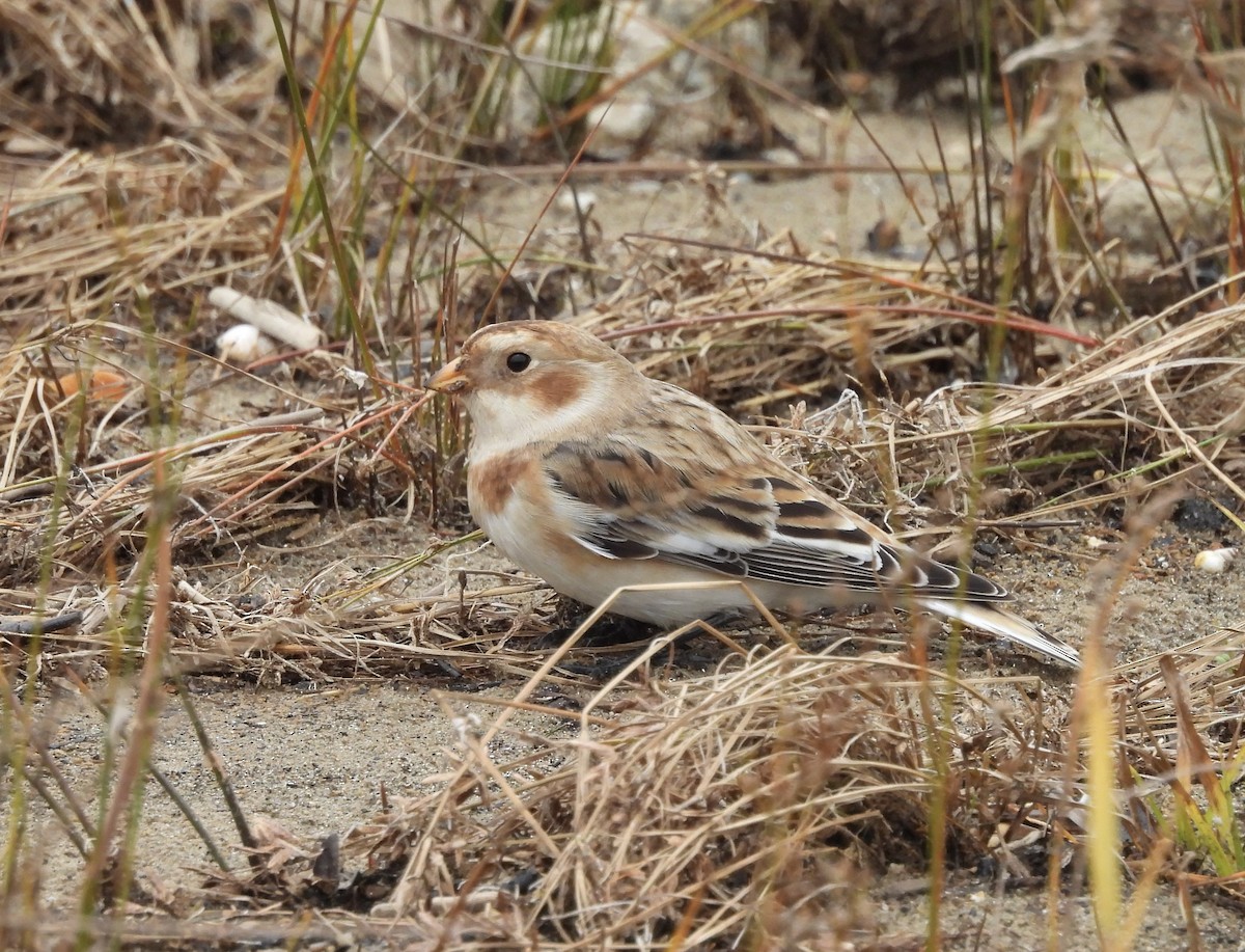 Snow Bunting - ML644986253