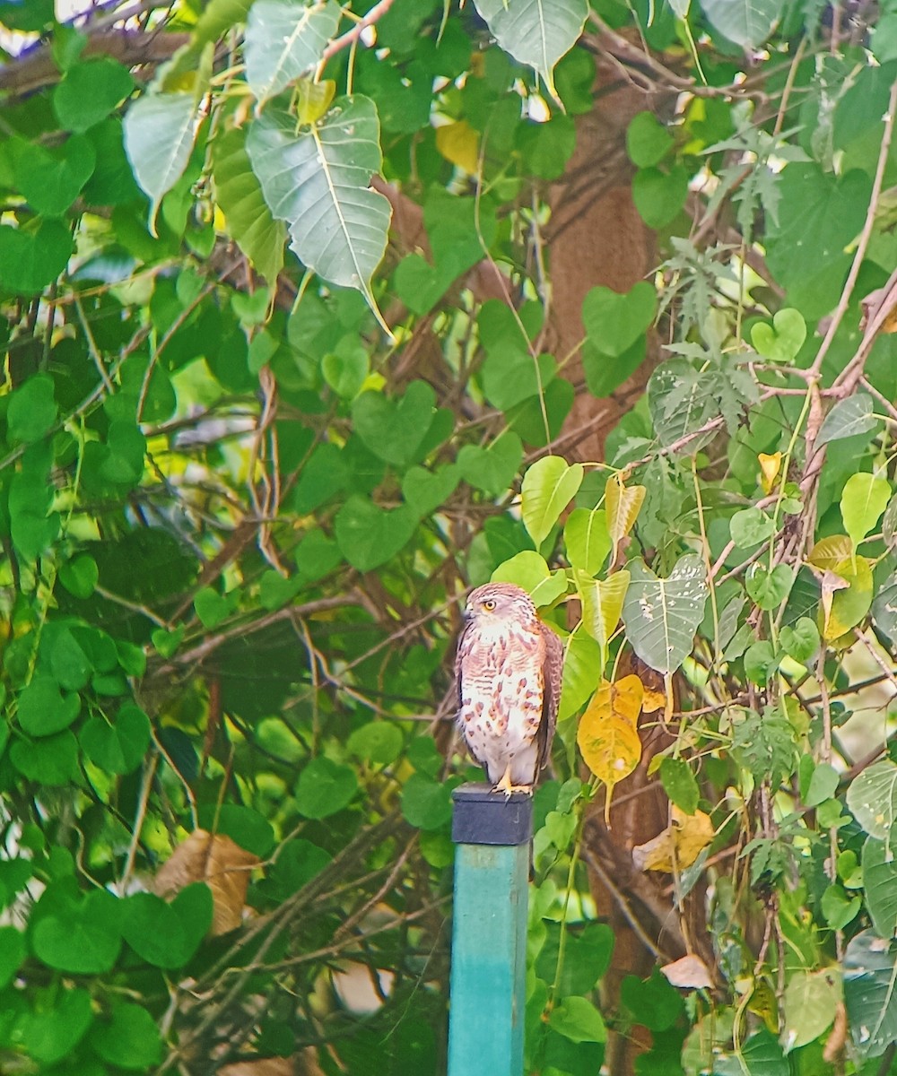 Shikra - ML644986254