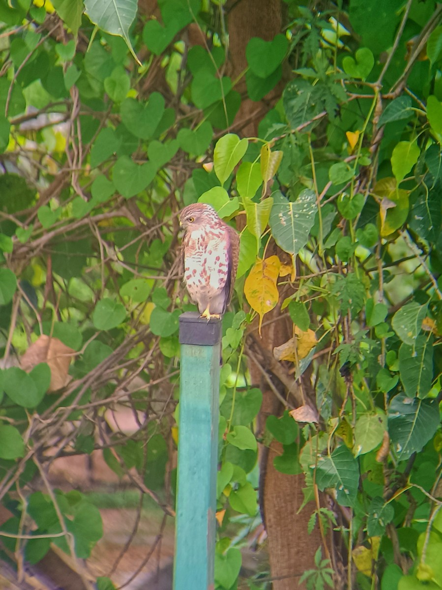 Shikra - ML644986255