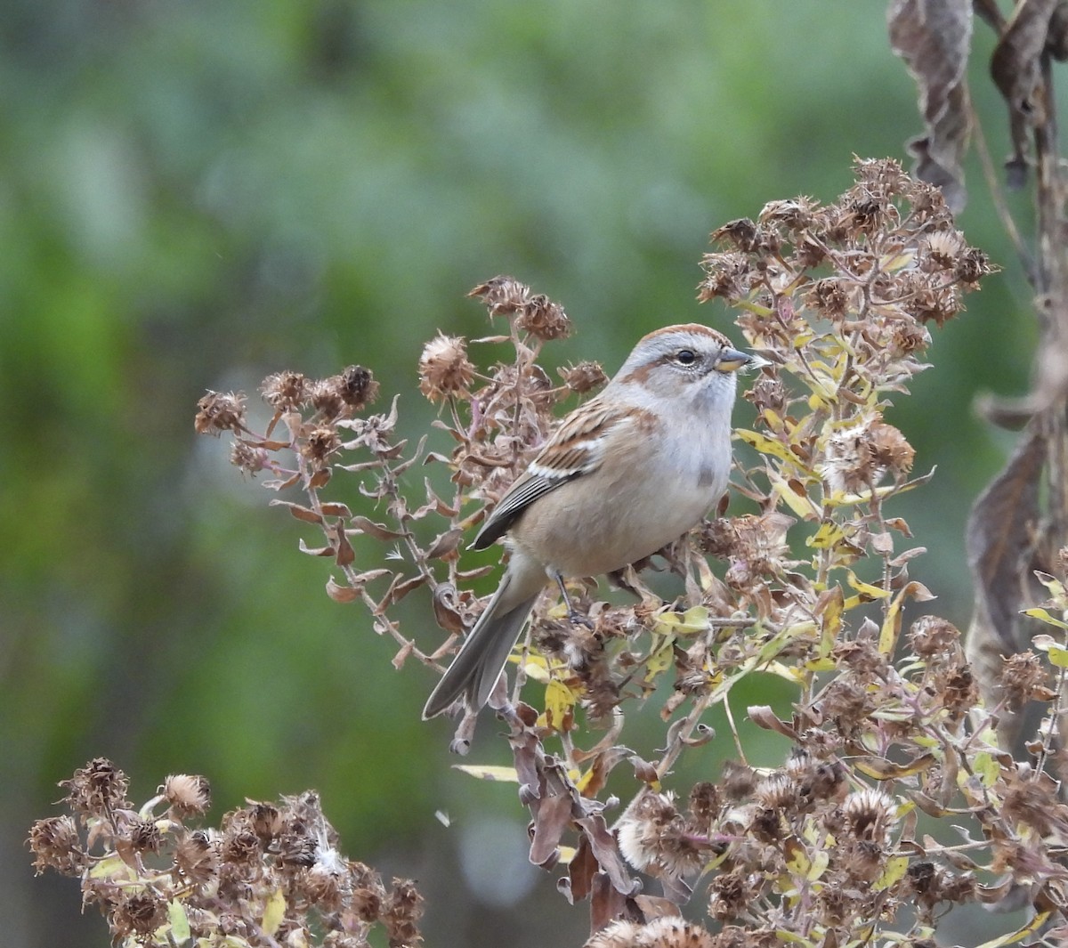 American Tree Sparrow - ML644986261