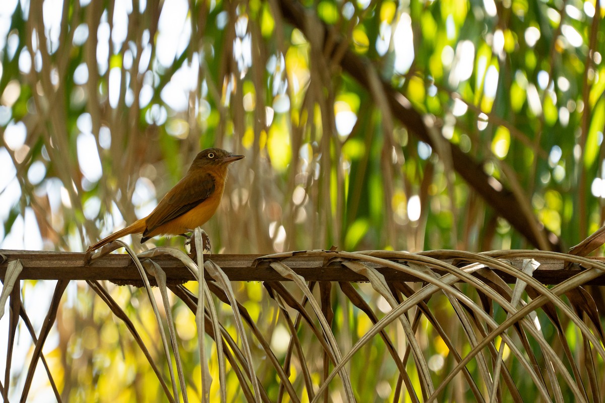 Dull-capped Attila - ML644986285