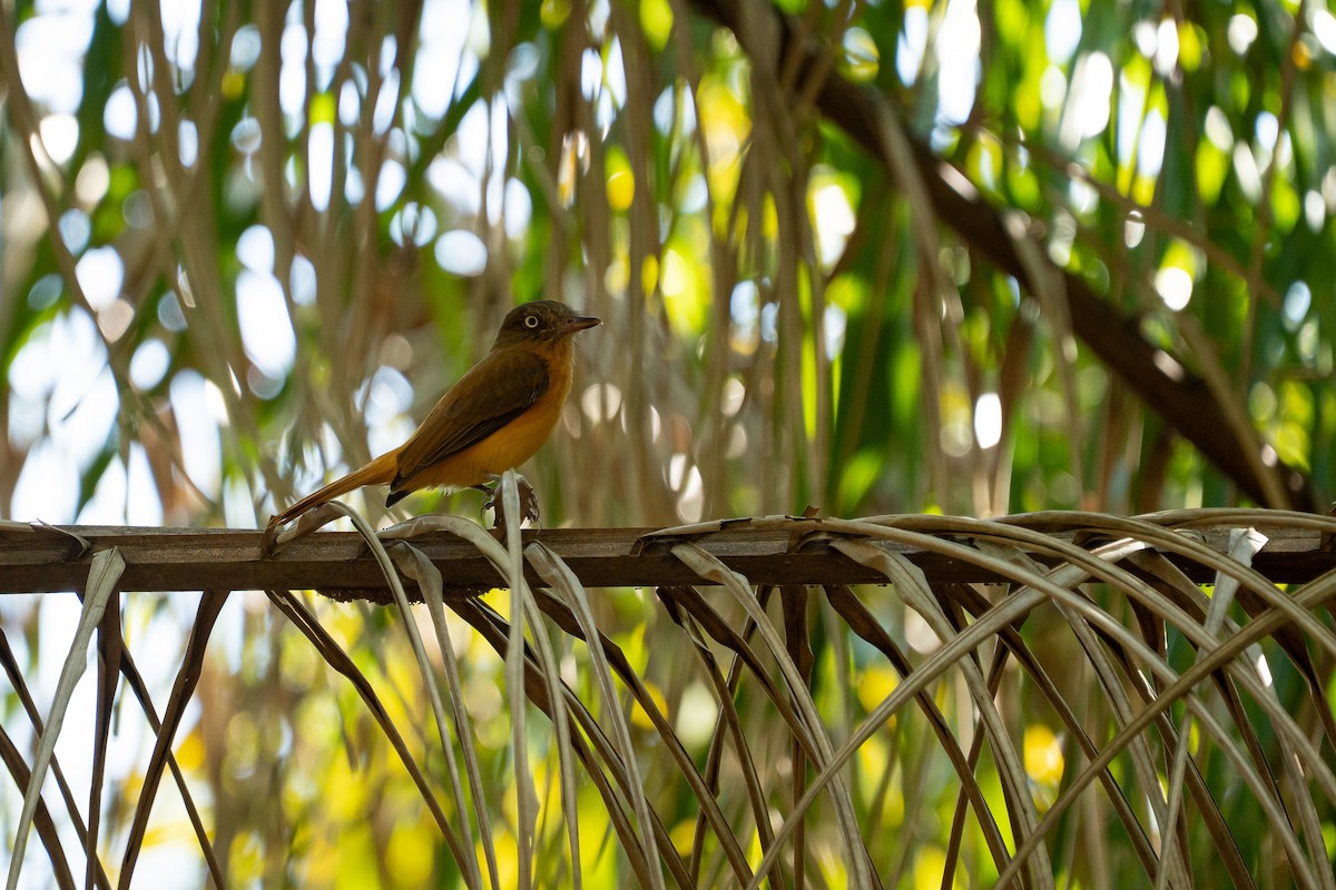 Dull-capped Attila - ML644986286