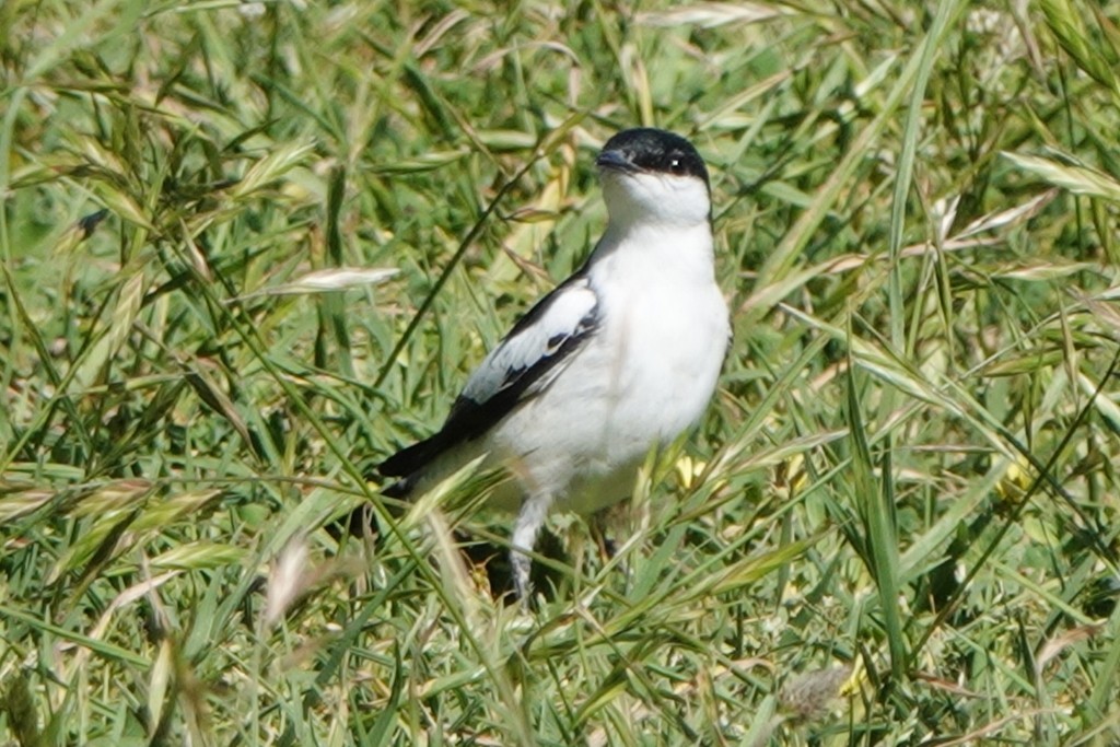 White-winged Triller - ML644986309