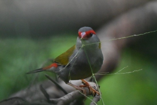 Al Kaşlı Belikınalı - ML644986311