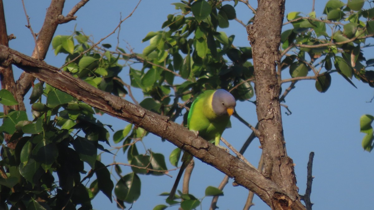 Plum-headed Parakeet - ML644986322
