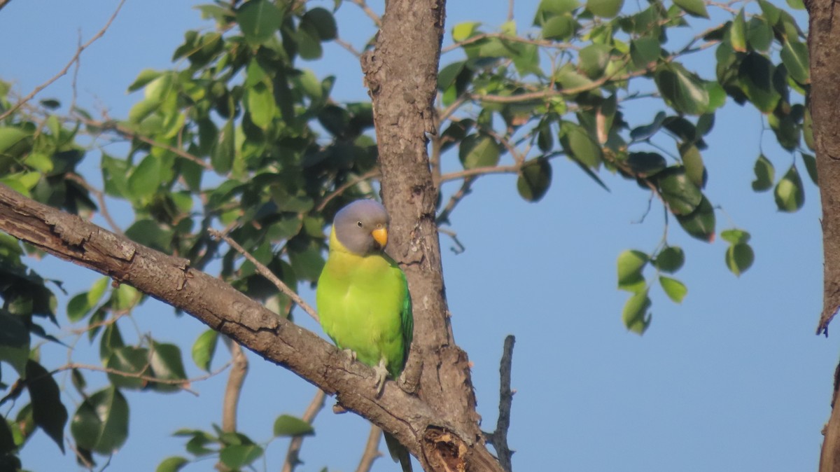 Plum-headed Parakeet - ML644986329