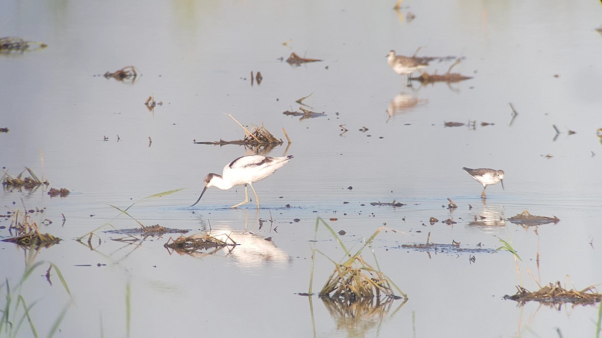 Pied Avocet - ML644986334