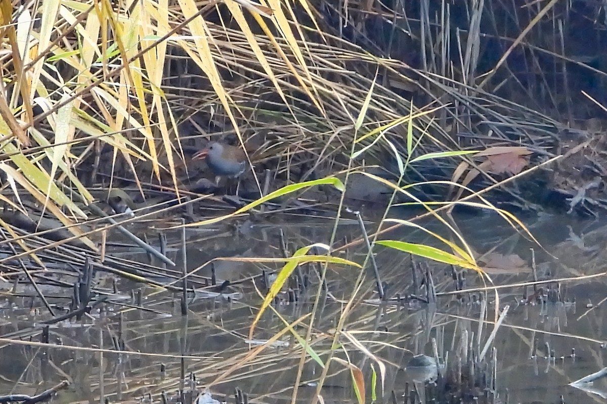 Râle d'eau - ML644986370