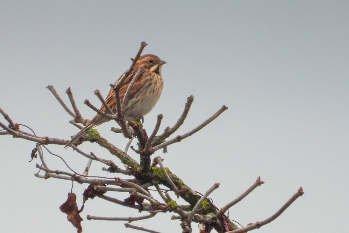 Bruant des roseaux - ML644986375