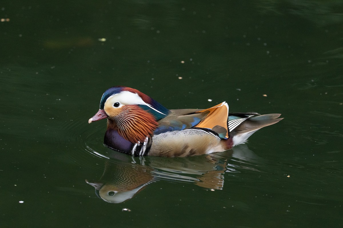 Mandarinente - ML644986376