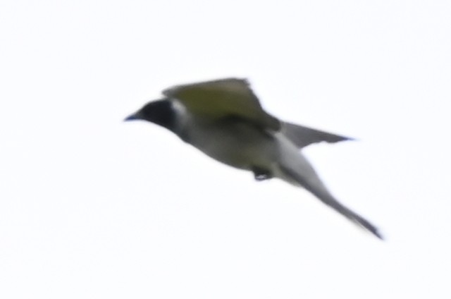 Black-faced Cuckooshrike - ML644986382
