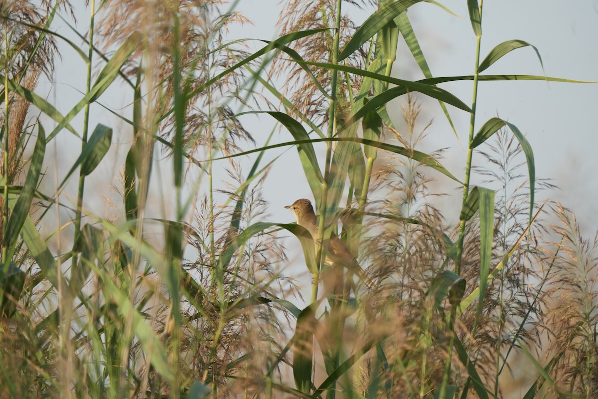 Clamorous Reed Warbler - ML644986458