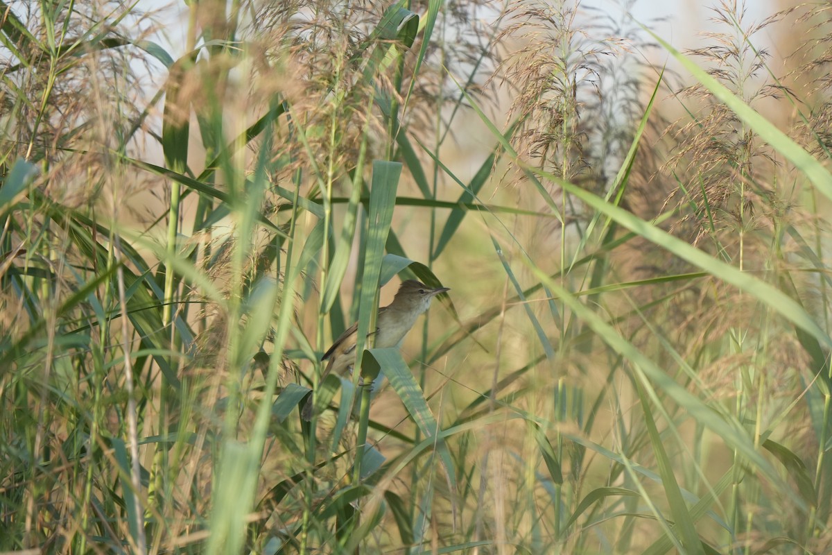 Clamorous Reed Warbler - ML644986459