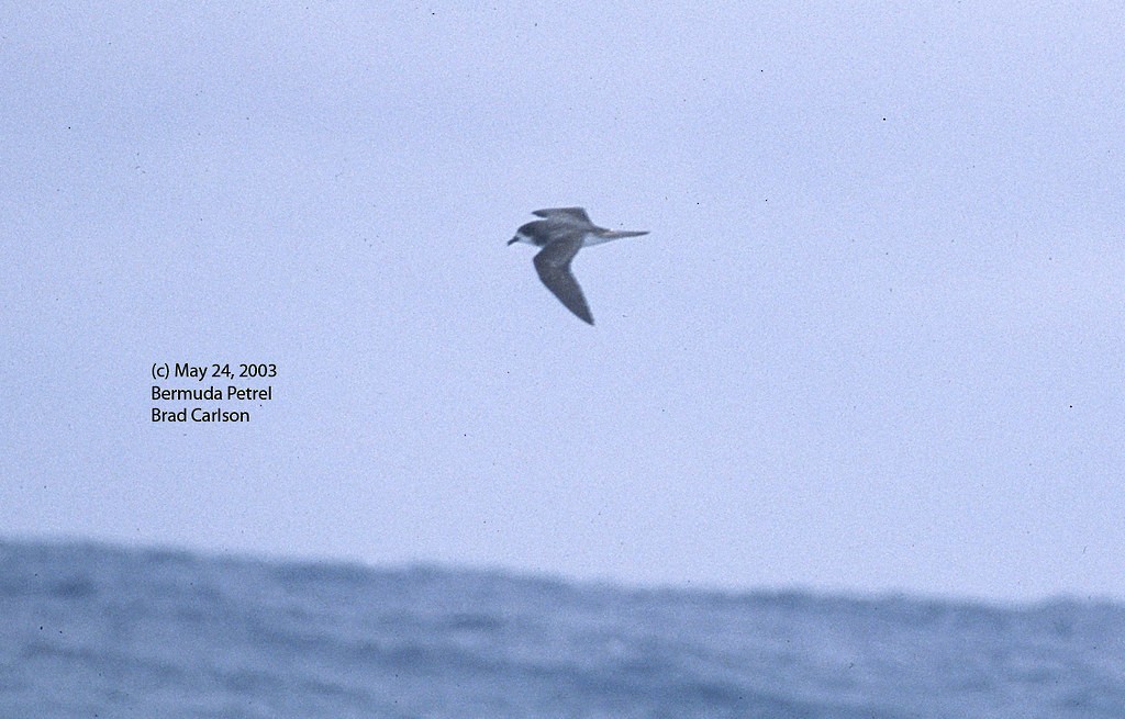 bermudapetrell - ML644986466