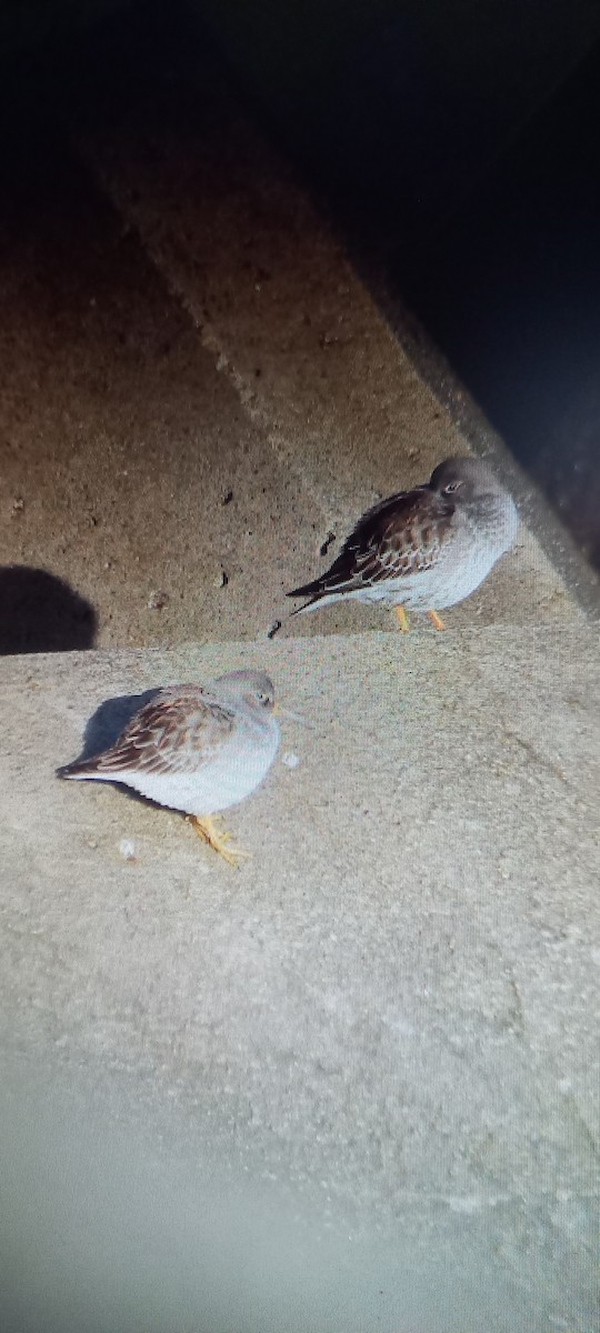 Piovanello violetto - ML644986467