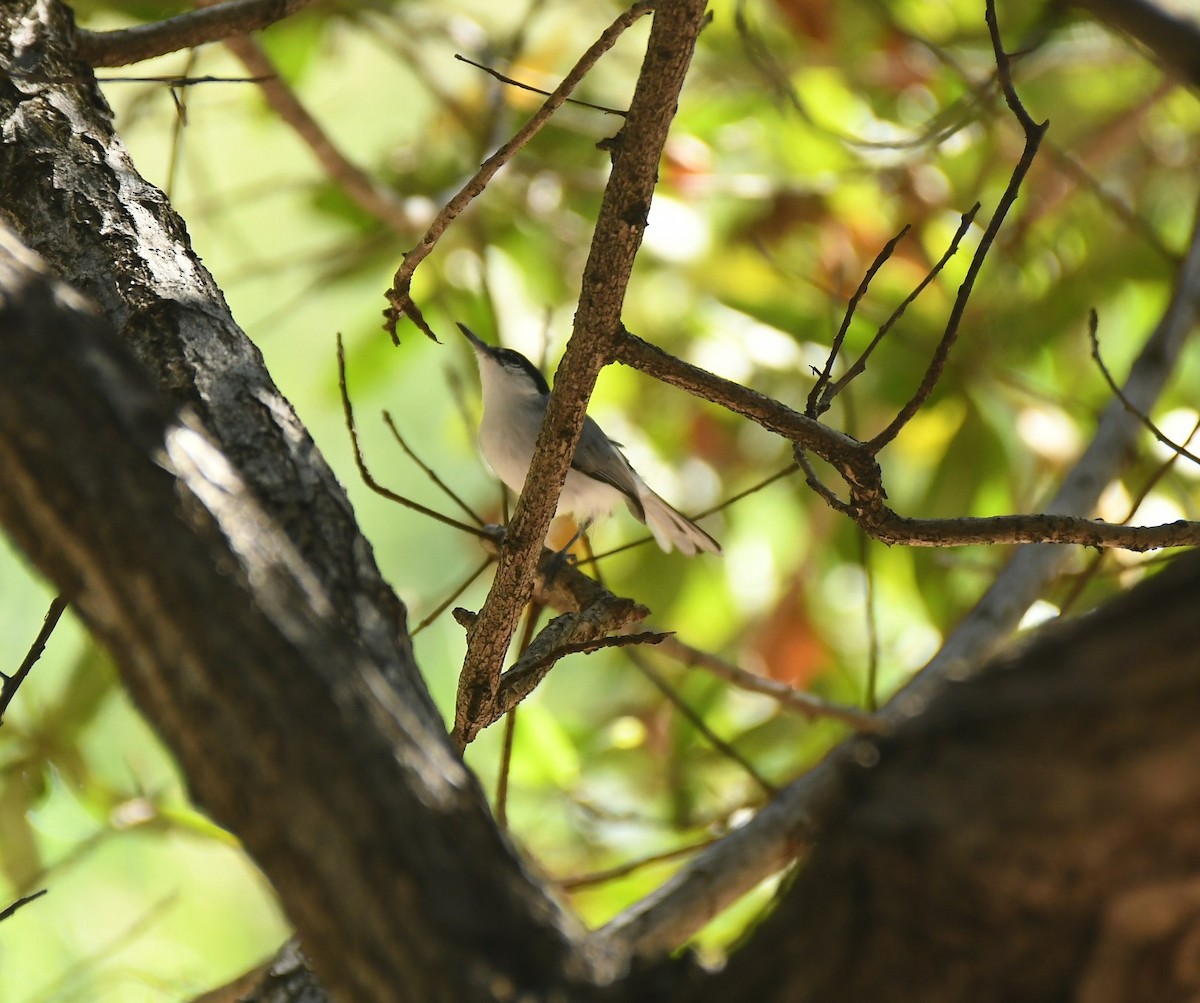 White-browed Gnatcatcher - ML644986471
