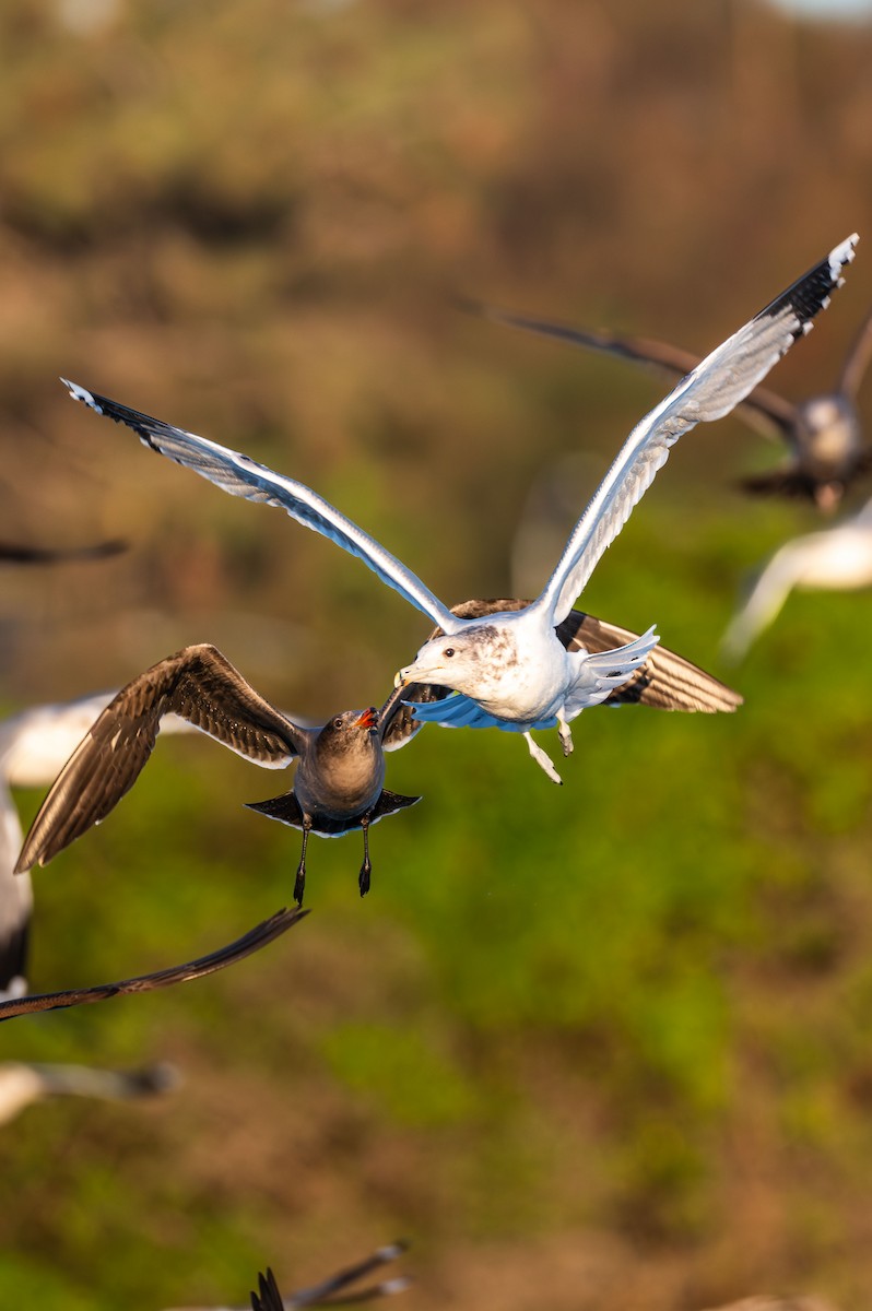 California Gull - ML644986476