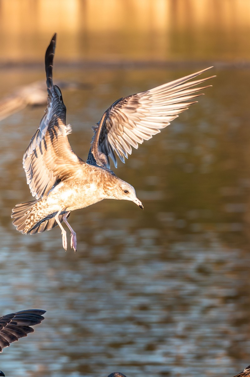 California Gull - ML644986477