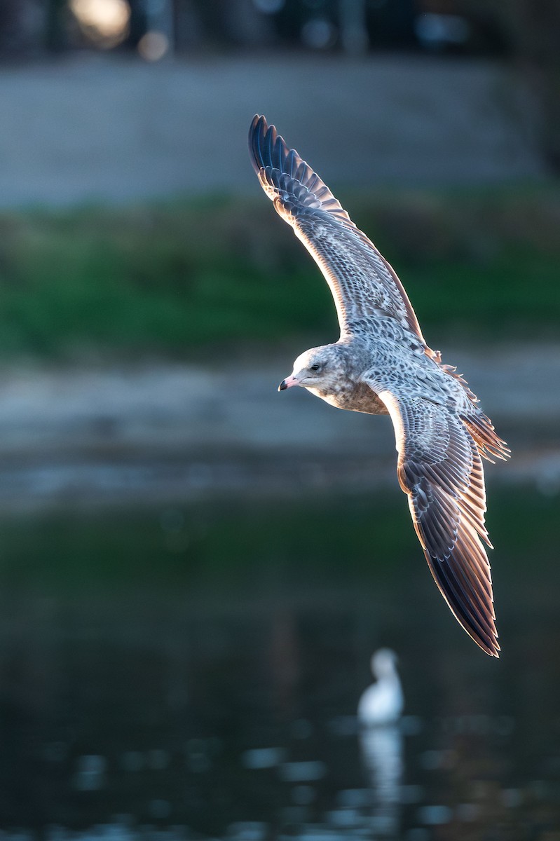 California Gull - ML644986478