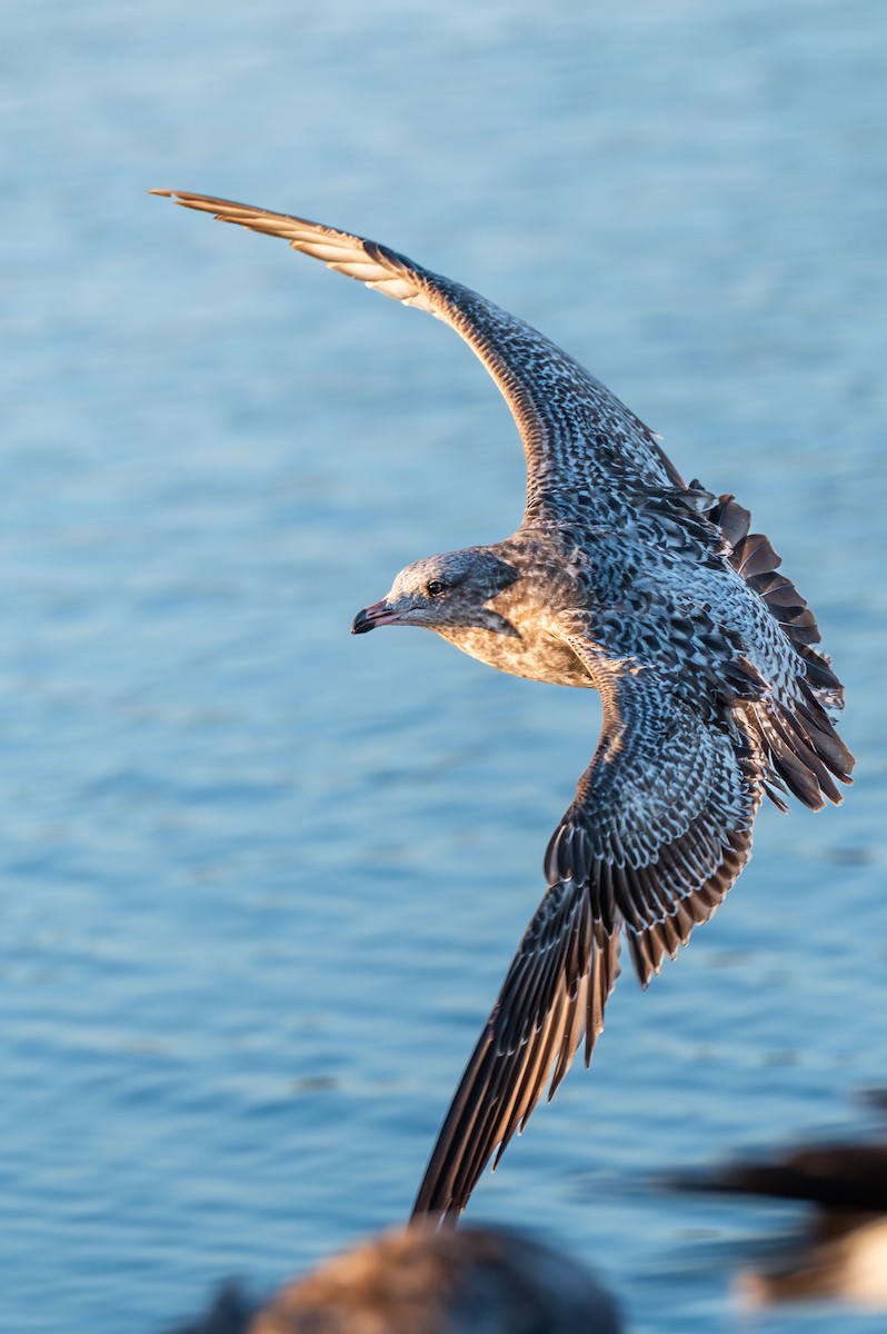 California Gull - ML644986479