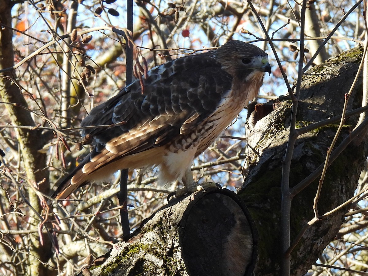 Red-tailed Hawk - ML644986486
