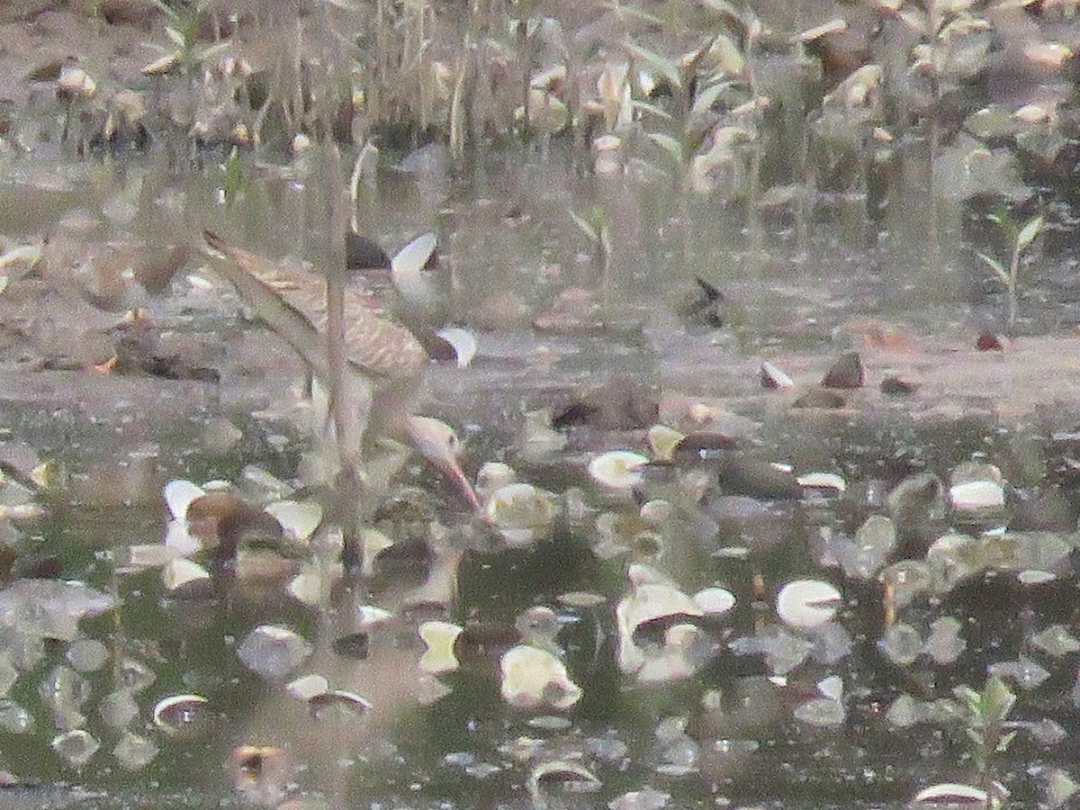 Eurasian Curlew - ML644986501
