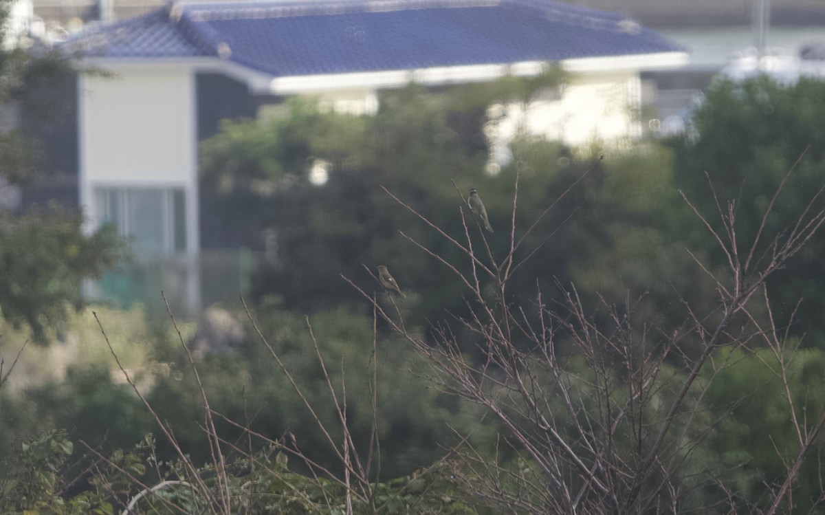 חכלילית סיבירית - ML644986502